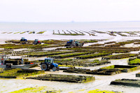 Cancale. Brittany, France