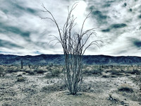 Joshua Tree National Park