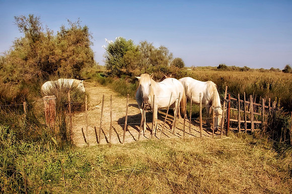 Horses of Camargue, France